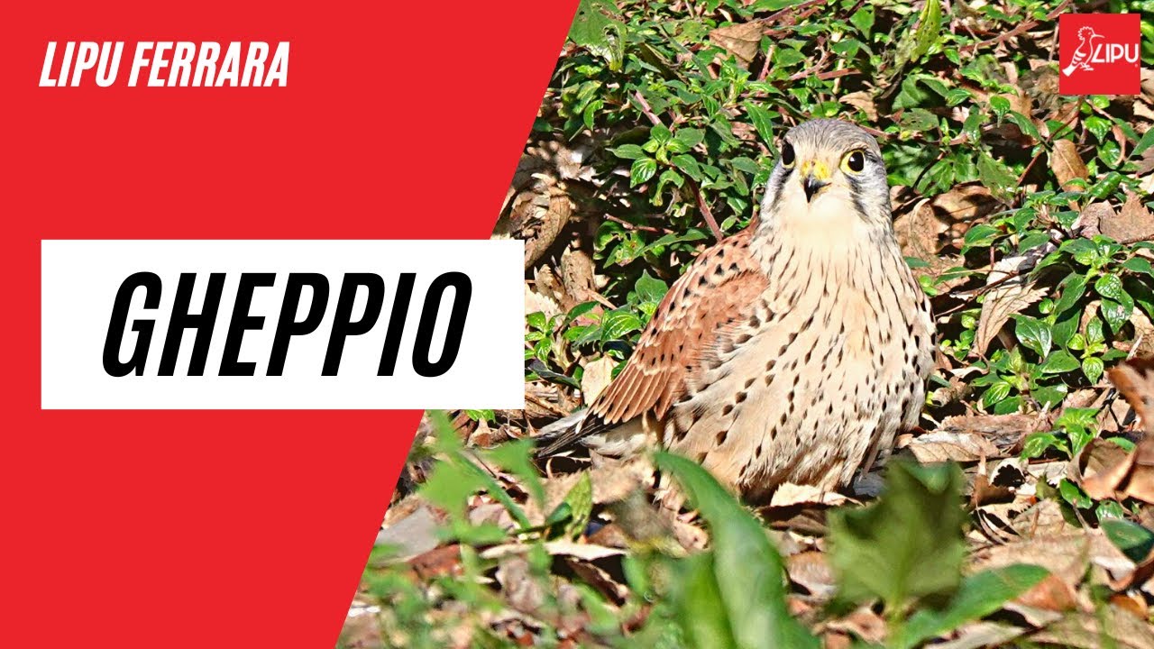 Lipu Ferrara - Il Gheppio: un nuovo visitatore