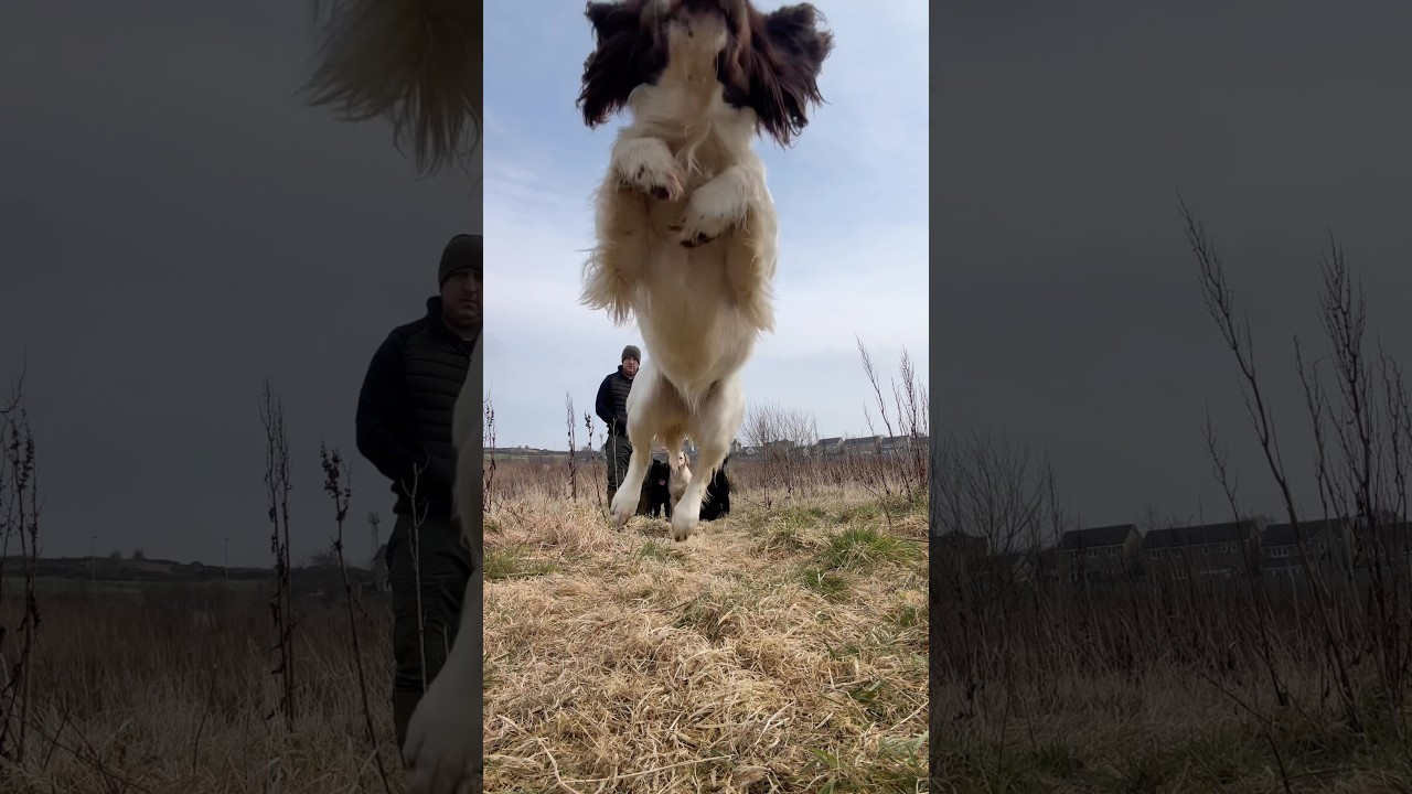 #gundogtraining