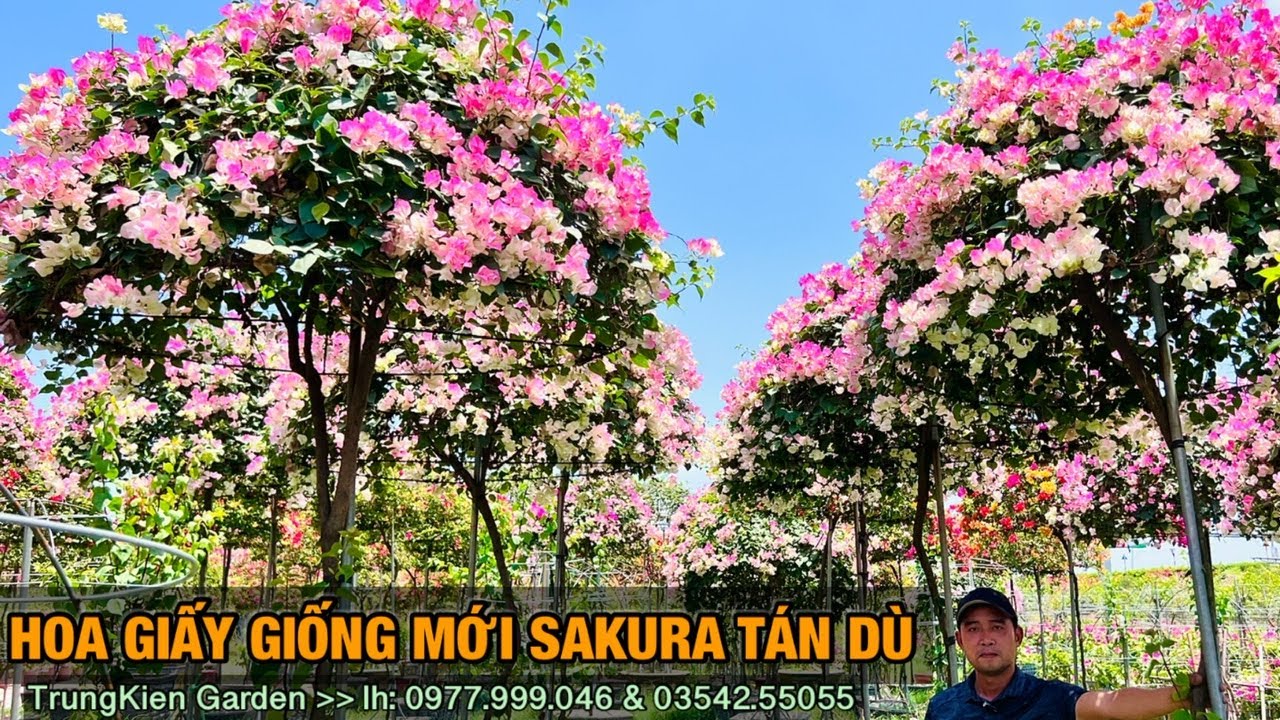 Hoa giấy giống mới sakura tán dù -Trung kiên garden, zalo: 035.42.55055 & 0961.700.535