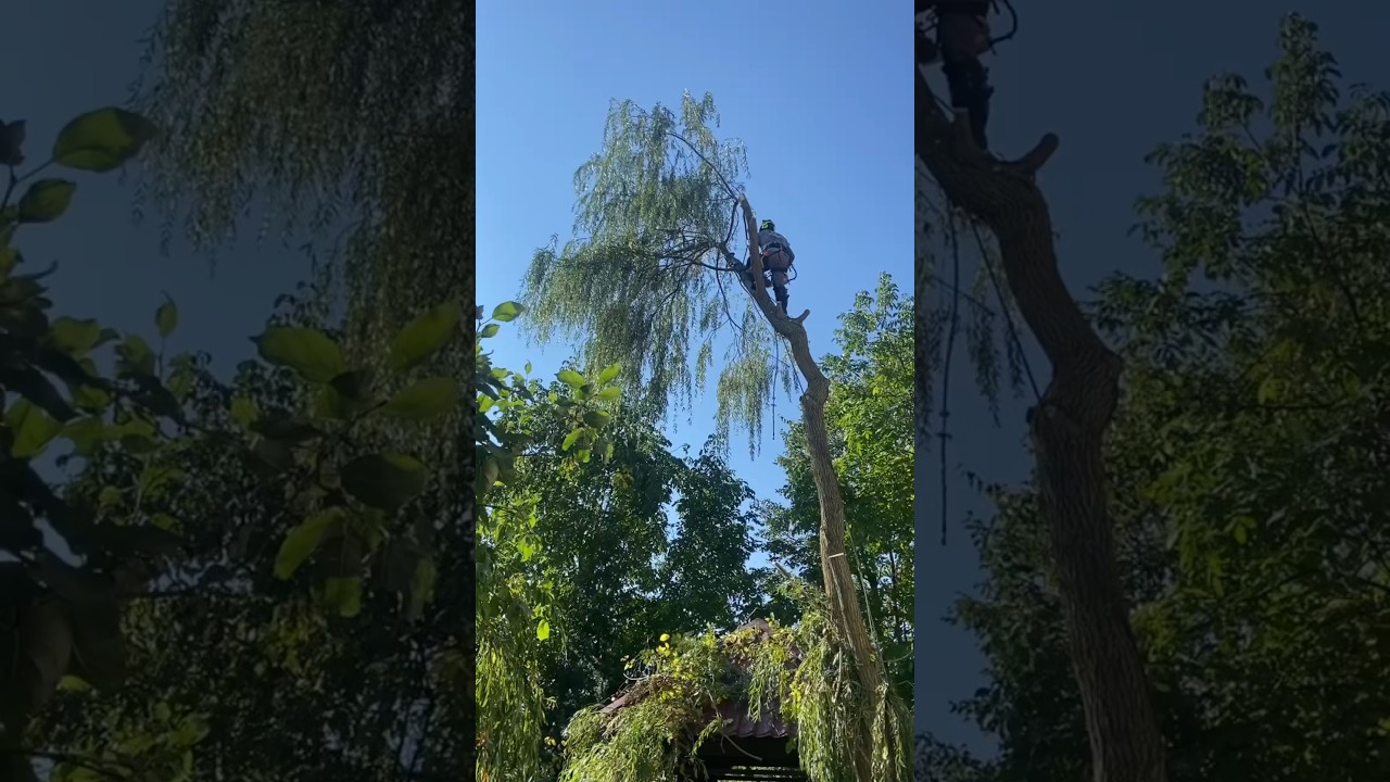 Завес большой 😱макушки над беседкой #arboristika #arboristlife #chainsawman #arborist #stihl