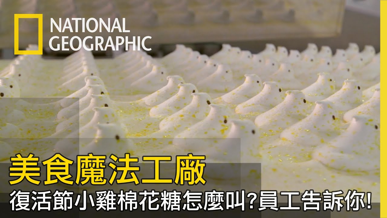 棉花糖輕盈蓬鬆的祕密，要是沒有它復活節小雞也無法擁有漂浮般的體型【美食魔法工廠】