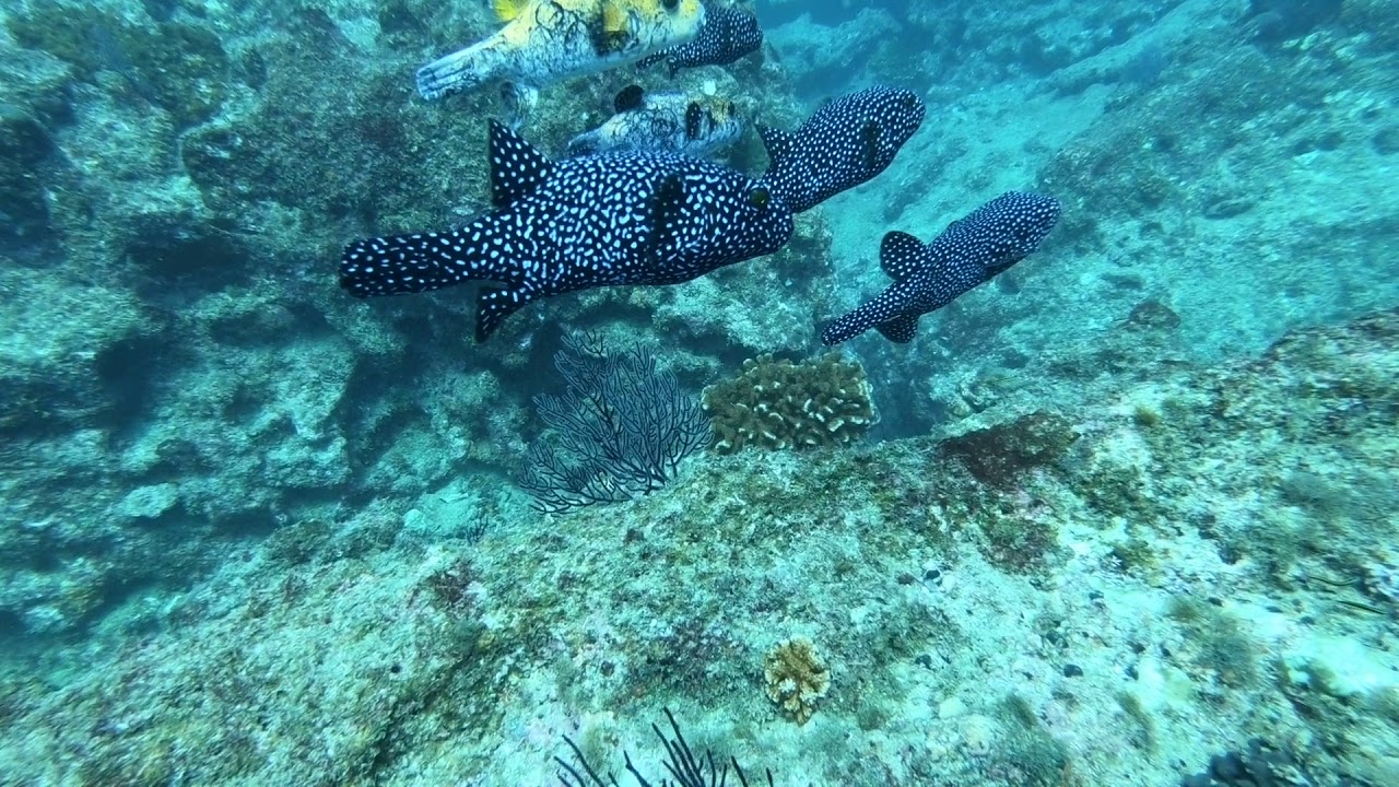 Puffer/Box fish