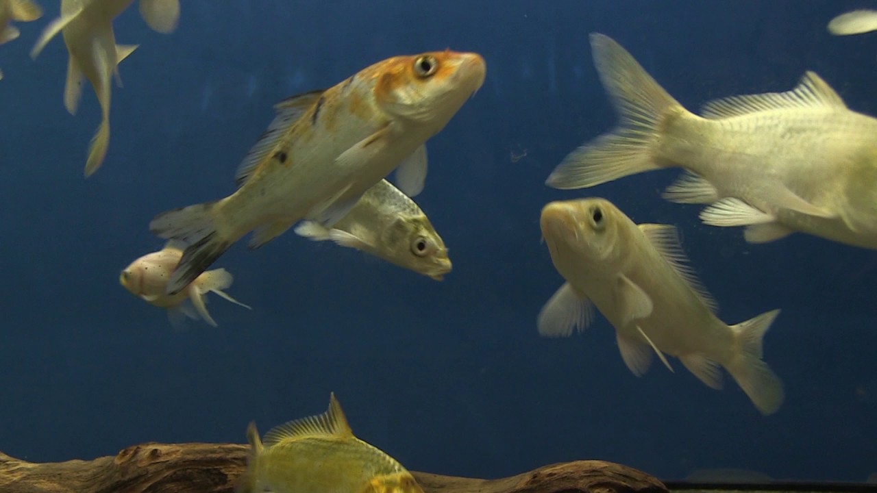AKVARISTIKA 2 - ZOO CENTAR