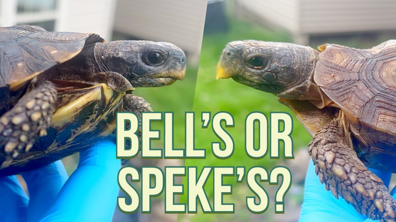 How to Identify the TRUE Speke's Hingeback!