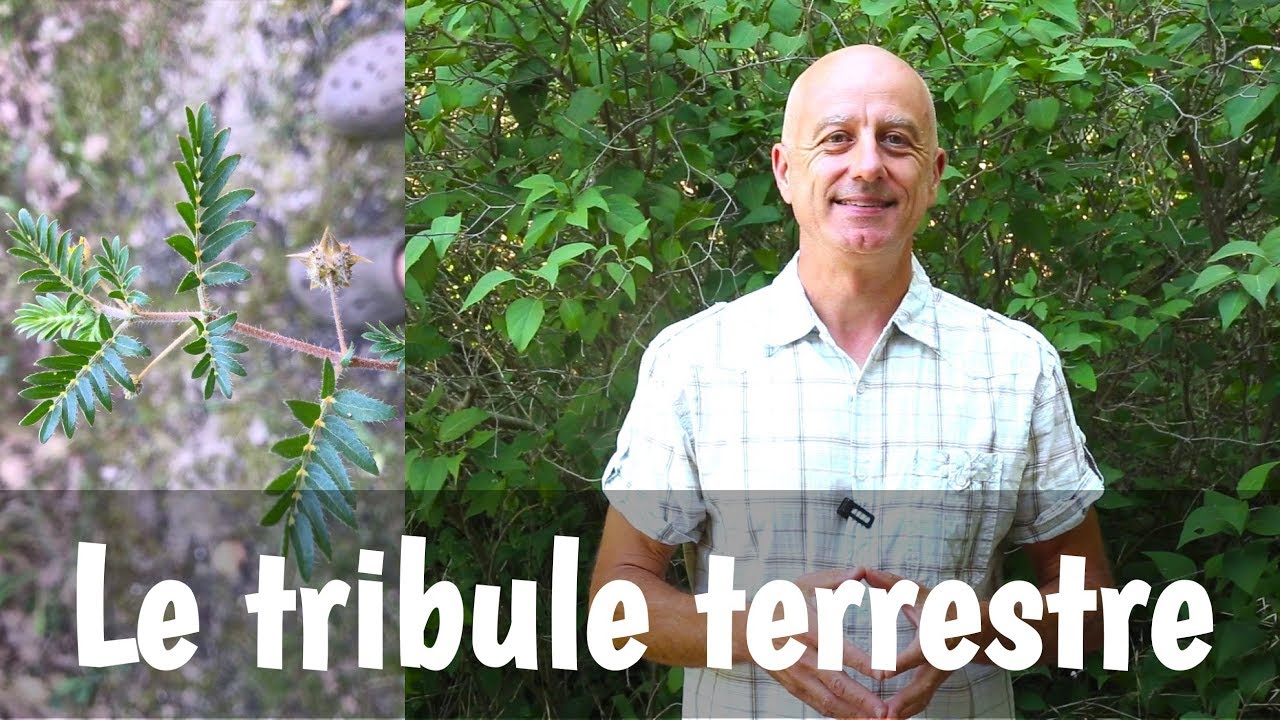 Tribule terrestre