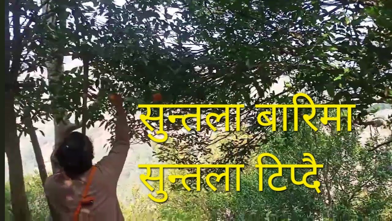 Orange  || सुन्तला बारिमा सुन्तला टिप्दै || हेर्न न भुल्नुहोला || #orange #syangjawaling