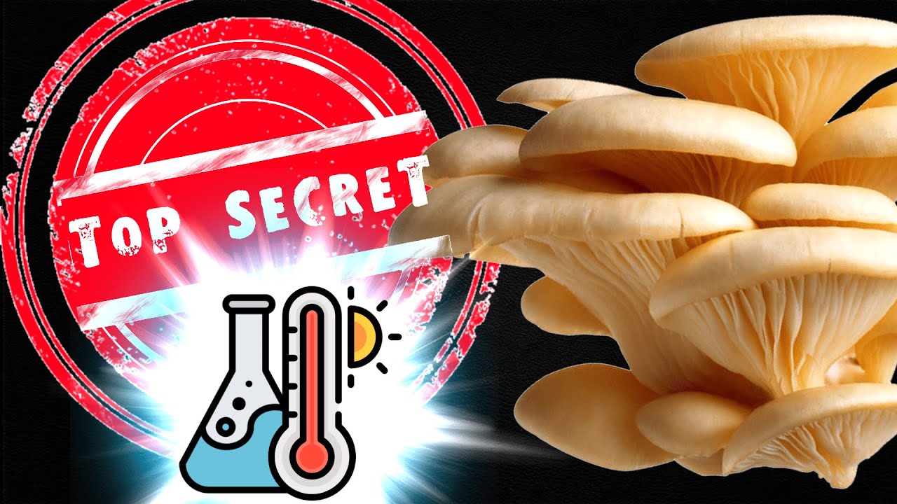 El Secreto en el Cultivo de Setas | Pasteurización 🍄🌡✅