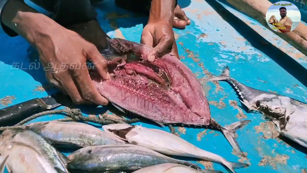 உப்பில்லாமல் கருவாடு தயாரிப்பது எப்படி ?  கடல் ஆதவன்