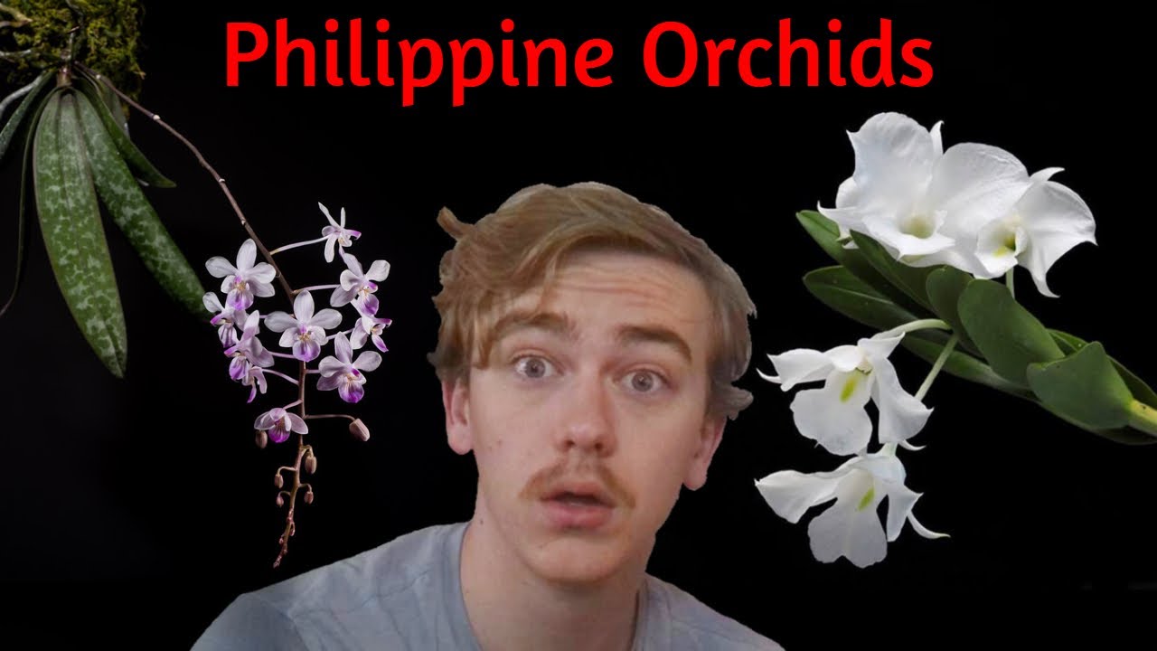 The Endangered Orchids of The Philippines