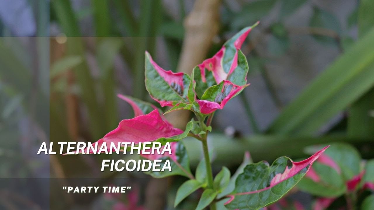 Alternanthera ficoidea 