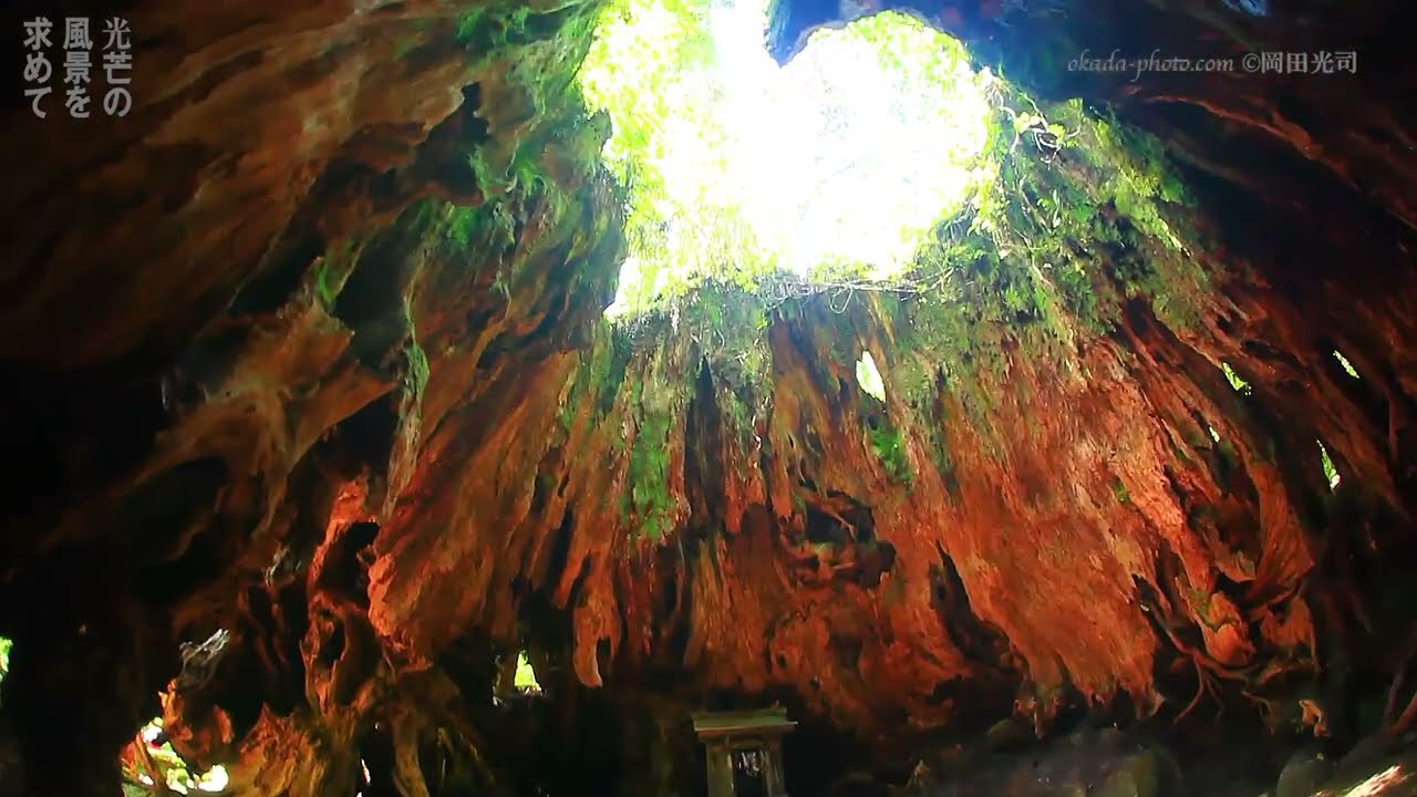 屋久島 世界自然遺産2 屋久杉の森