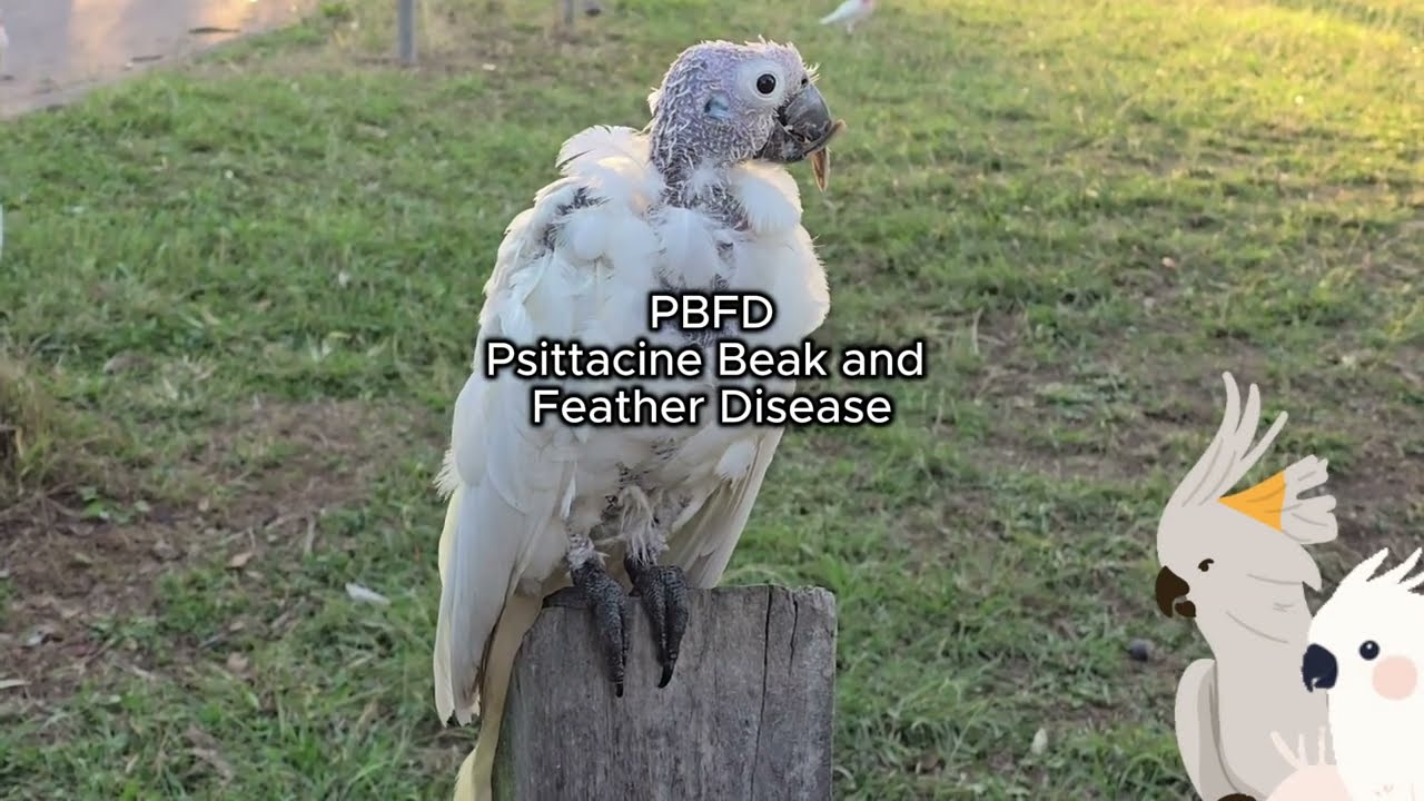 Cockatoos With 