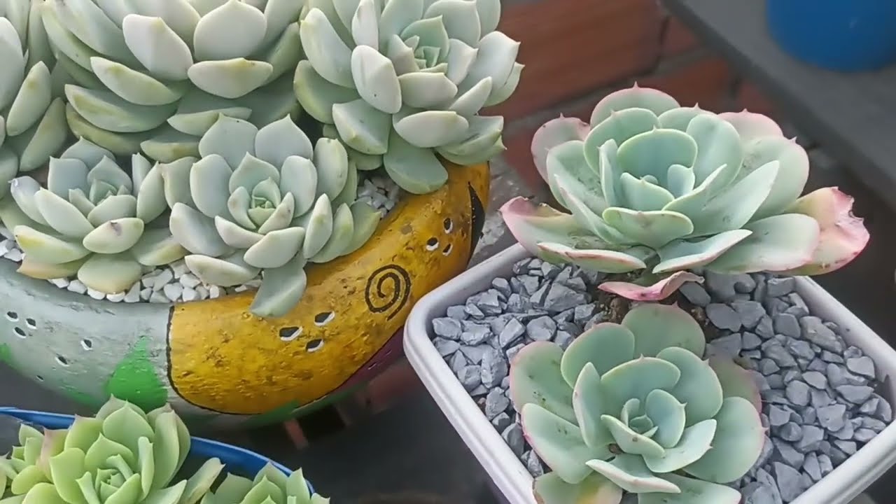 Atualização em algumas plantas na laje tirei o sombrite levei mais plantas para laje