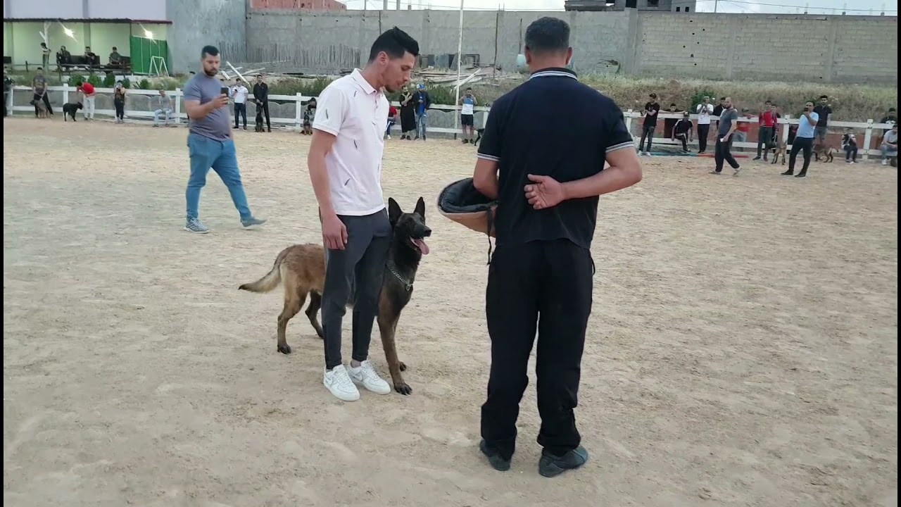 Dressage Malinois Algerie ( Jack ) avec le maitre #ibrahim khalil saidani