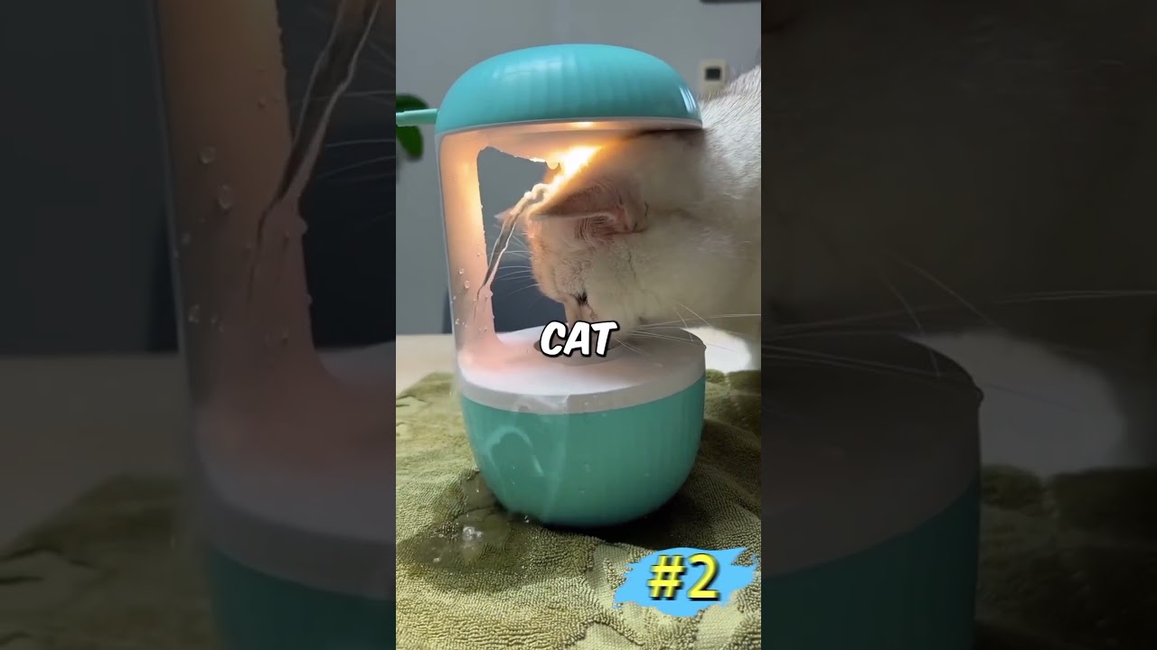 Top 3 Wholesome Cats