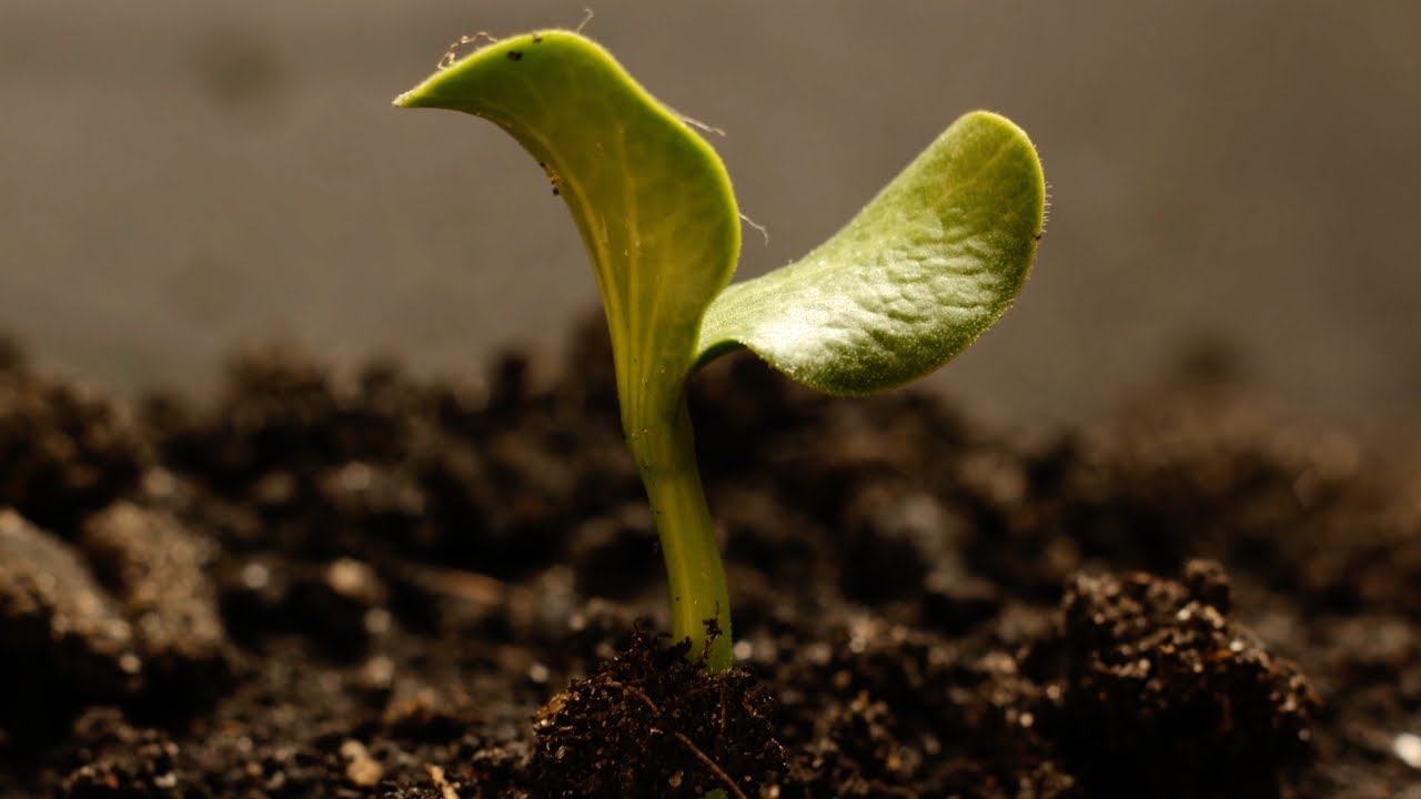 Crop Diversity: Securing Our Food Legacy for Generations to Come
