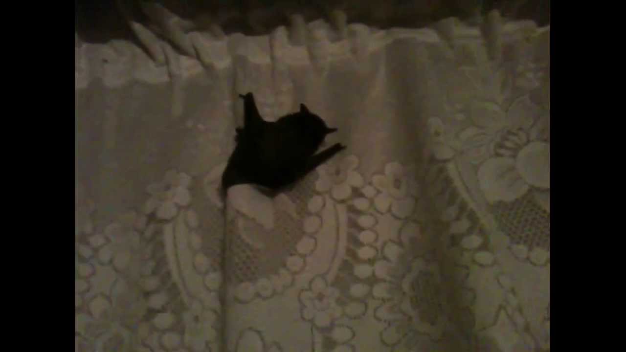 Летучая мышь. Кажан. The bat.