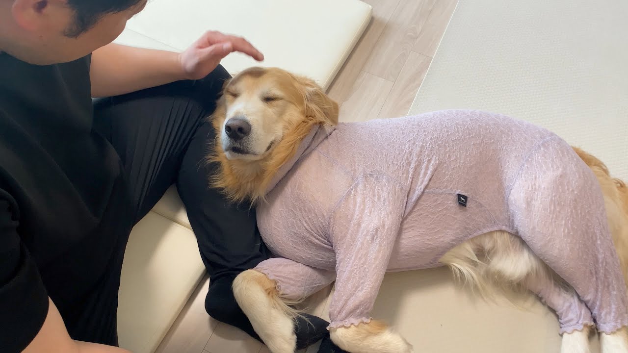 무섭게 생긴 삼촌과 거실에 남게되자 리트리버가 보인 반응 ㅋㅋㅋ
