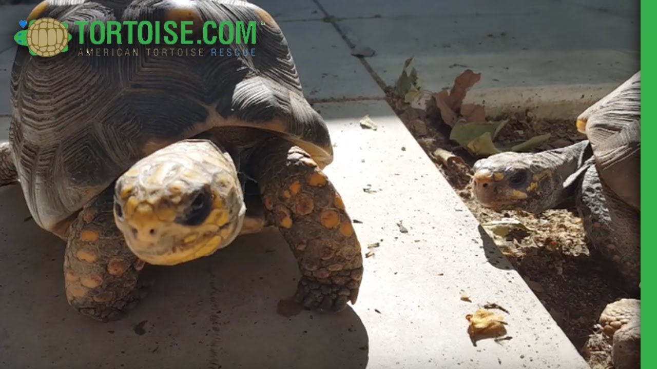 Mommy Is So Beautiful | American Tortoise Rescue