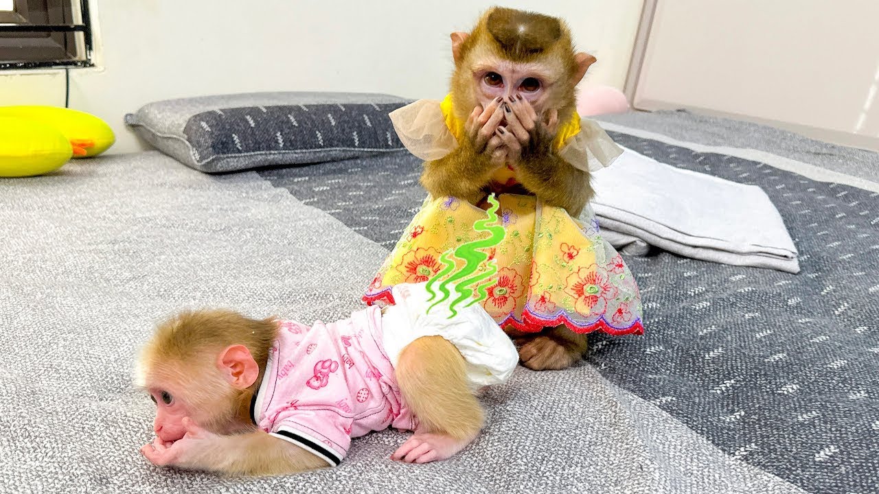 Monkey Kaka covered his nose because he couldn't stand the smell of Monkey Mit's feces.