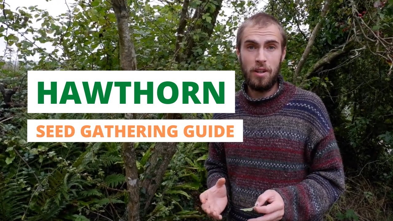Hawthorn seed gathering guide
