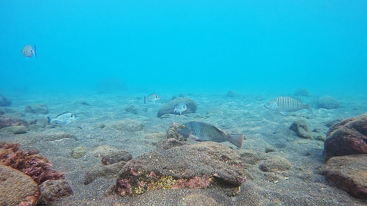 Snorkeling Praia da Calheta, Madeira