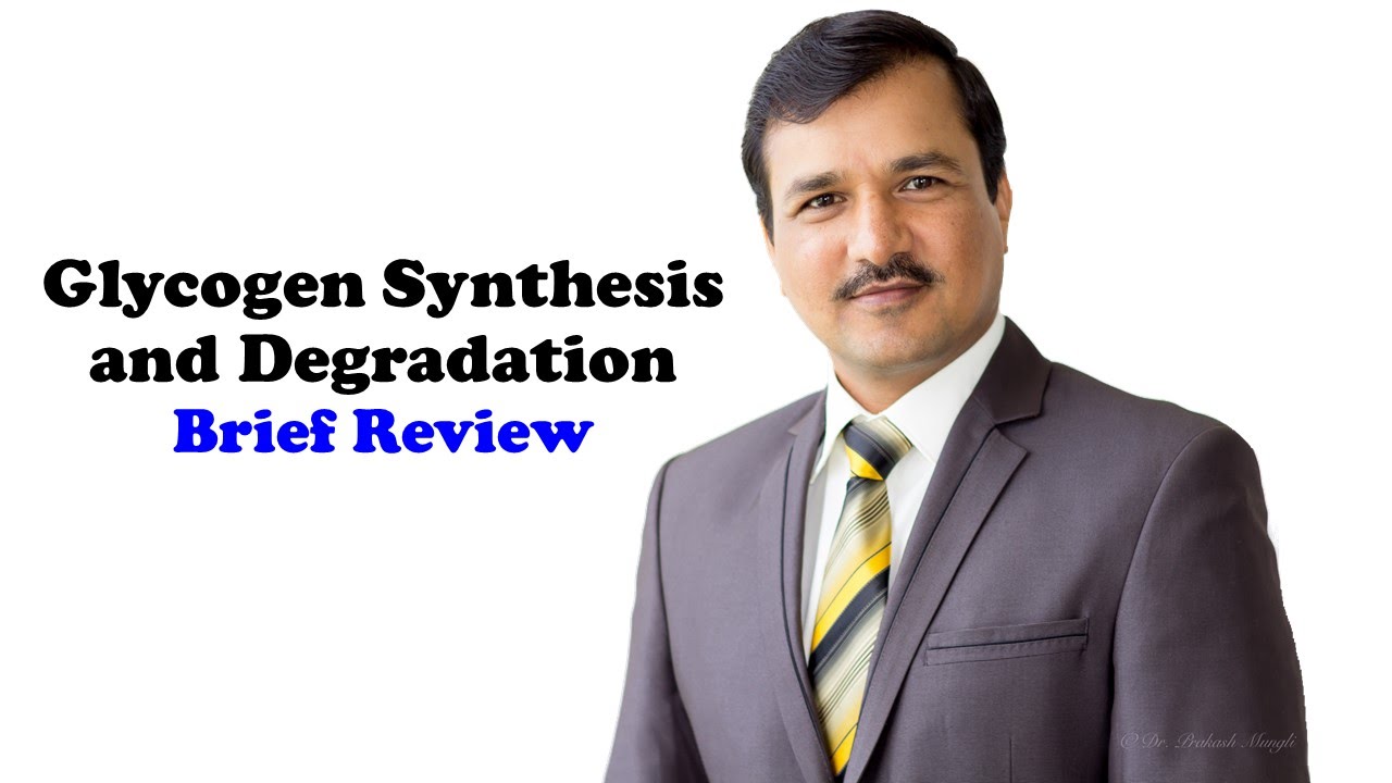 Glycogen Synthesis and Degradation - A Detailed Review