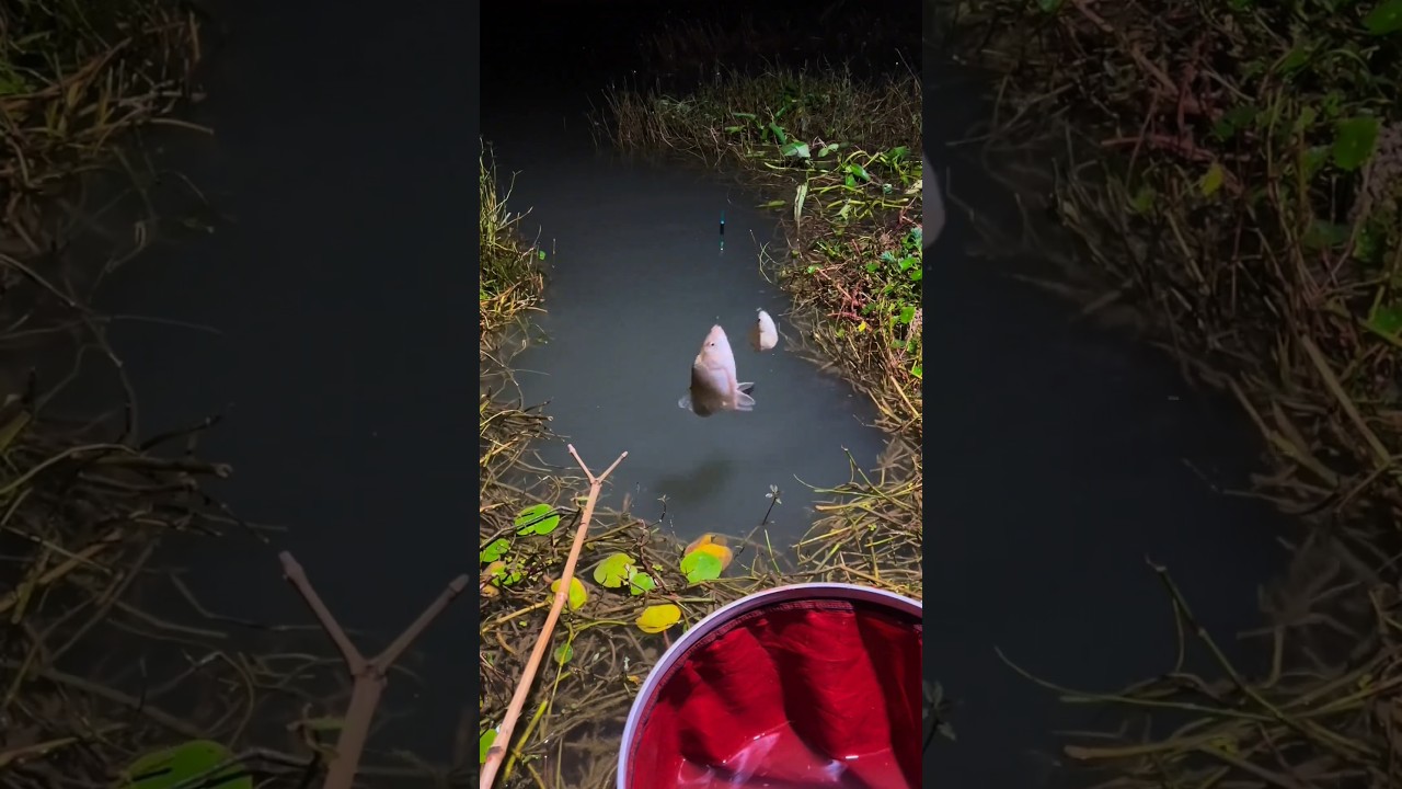 Mancing di malam hari , dan hasilnya pun tidak mengecewakan #mancing #fishing #fish