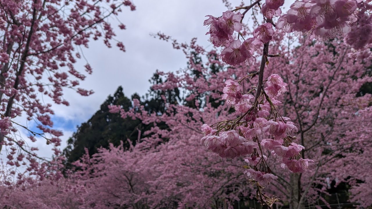 南投二日遊 武嶺 日月潭 福壽山