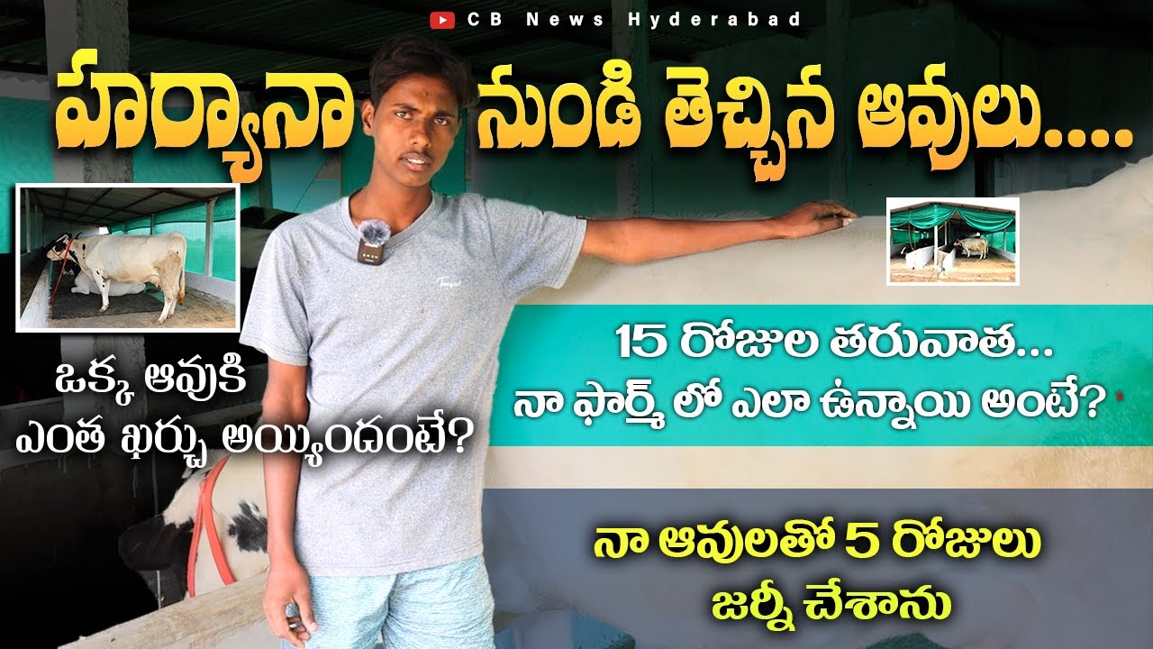 హర్యానా నుండి తెచ్చిన ఆవులు 15 రోజుల తరువాత ఎలా ఉన్నాయి? HF Cows Farming | Cows for sale | CBNews