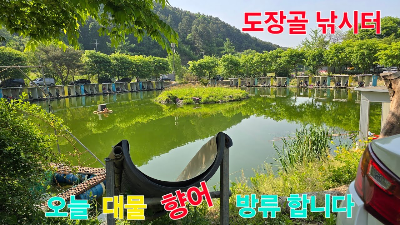 대물 향어 메기 방류 가평 도장골 낚시터 낚시대 부러 집니다 향어 낚시 잡이터
