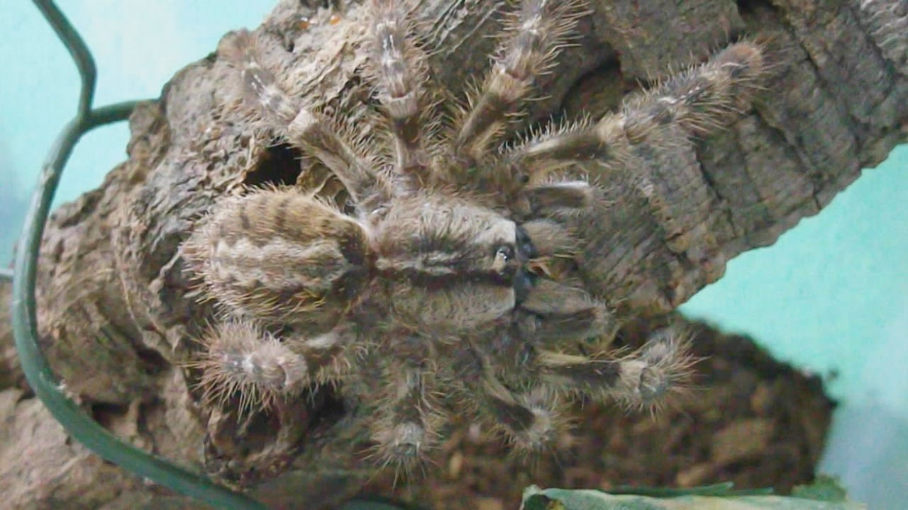 Amazing camouflage of Indian Ornamental Tree Spider (P. regalis) [Inferion7]
