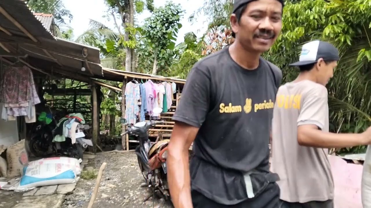 Alhamdulillah Mbah ibut panen padi