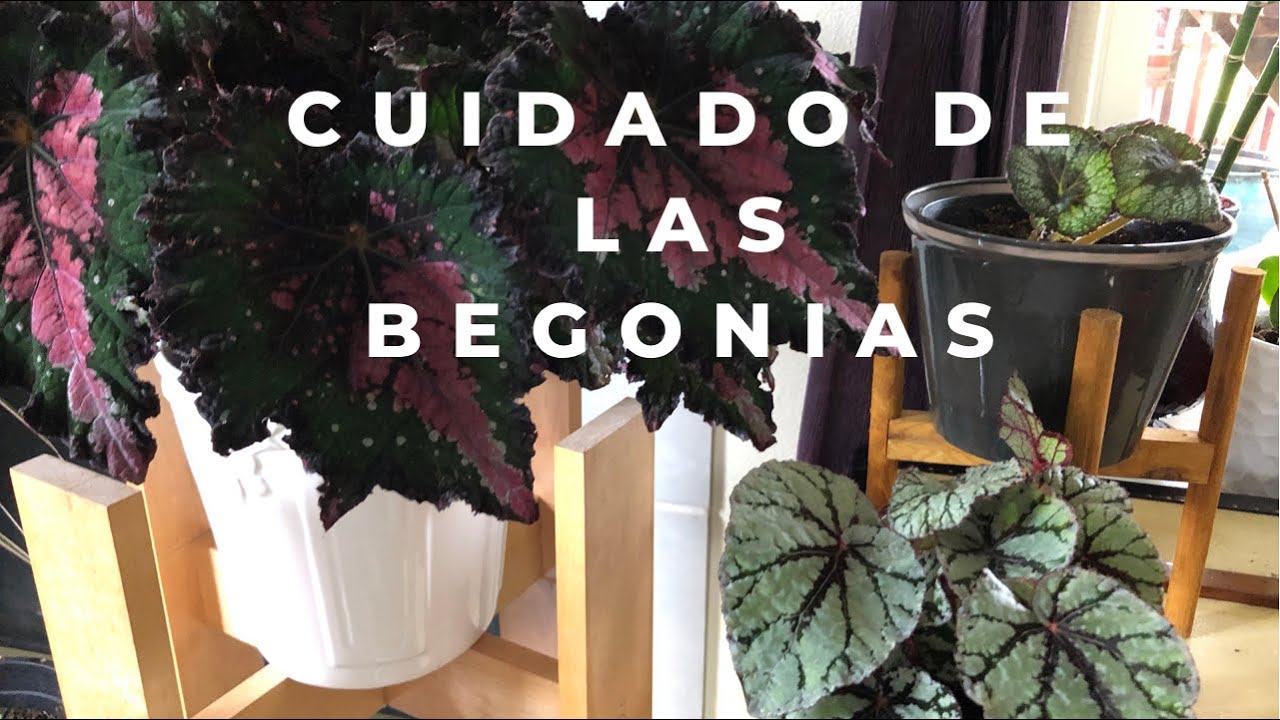 Cuidados  ubicacion, sustrato, riego  de las begonias rex.