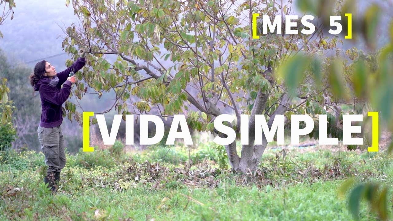 VIDA SIMPLE 🌎 OBJETIVO DE LUZ