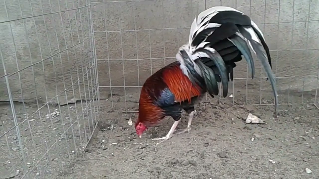 Historia y Características de los Gallos Kelso