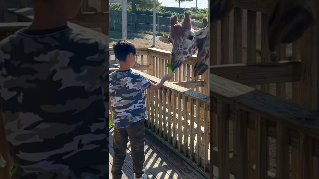 Feeding three hungry giraffes 😮 #feed #feedshorts
