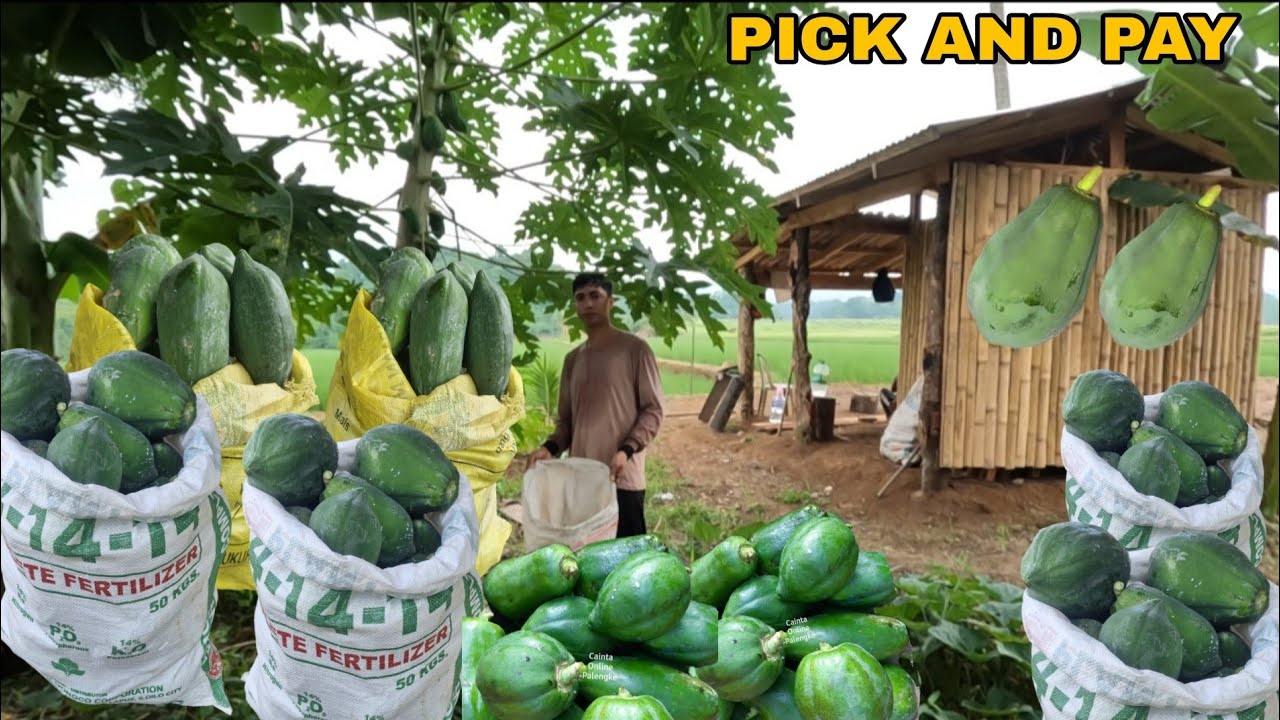 100 KILOS NA PAPAYA BAGONG OREDER ULIT SA ATIN