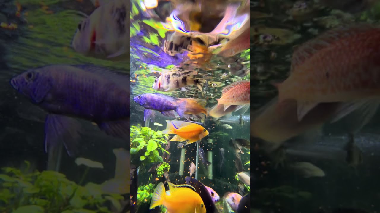 【When I douse my new iphone 17 pro max into my aquarium·不服就干·Song】#OryxGuitar Oryx Guitar🎸#剑羚吉他弹唱🎸