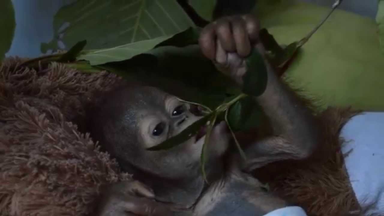 Rescued baby orangutan Asoka weighs just 2kg