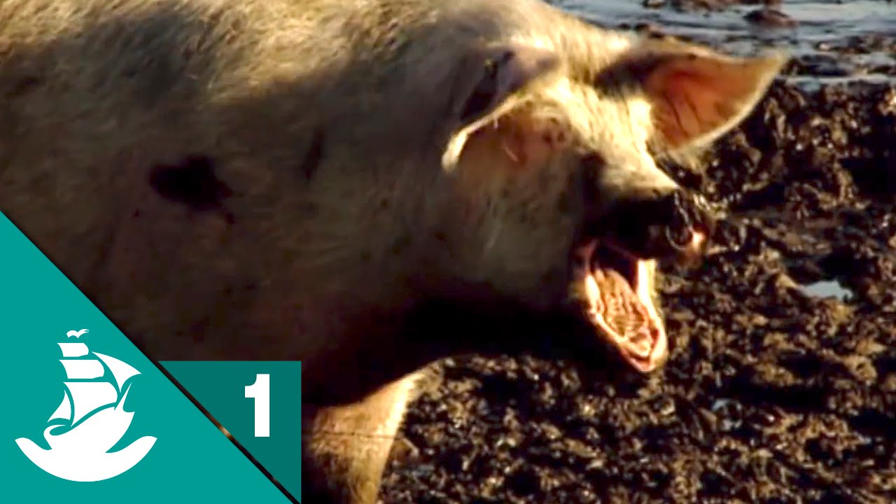 Alimentos del futuro (parte 1/5)