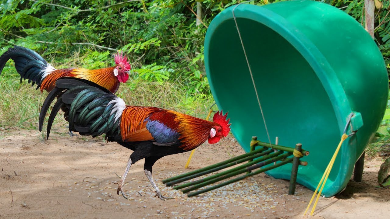 Build Simple Unique Wild Chicken Trap Using Blue Plastic Package And Wood - Easy Chicken Trap
