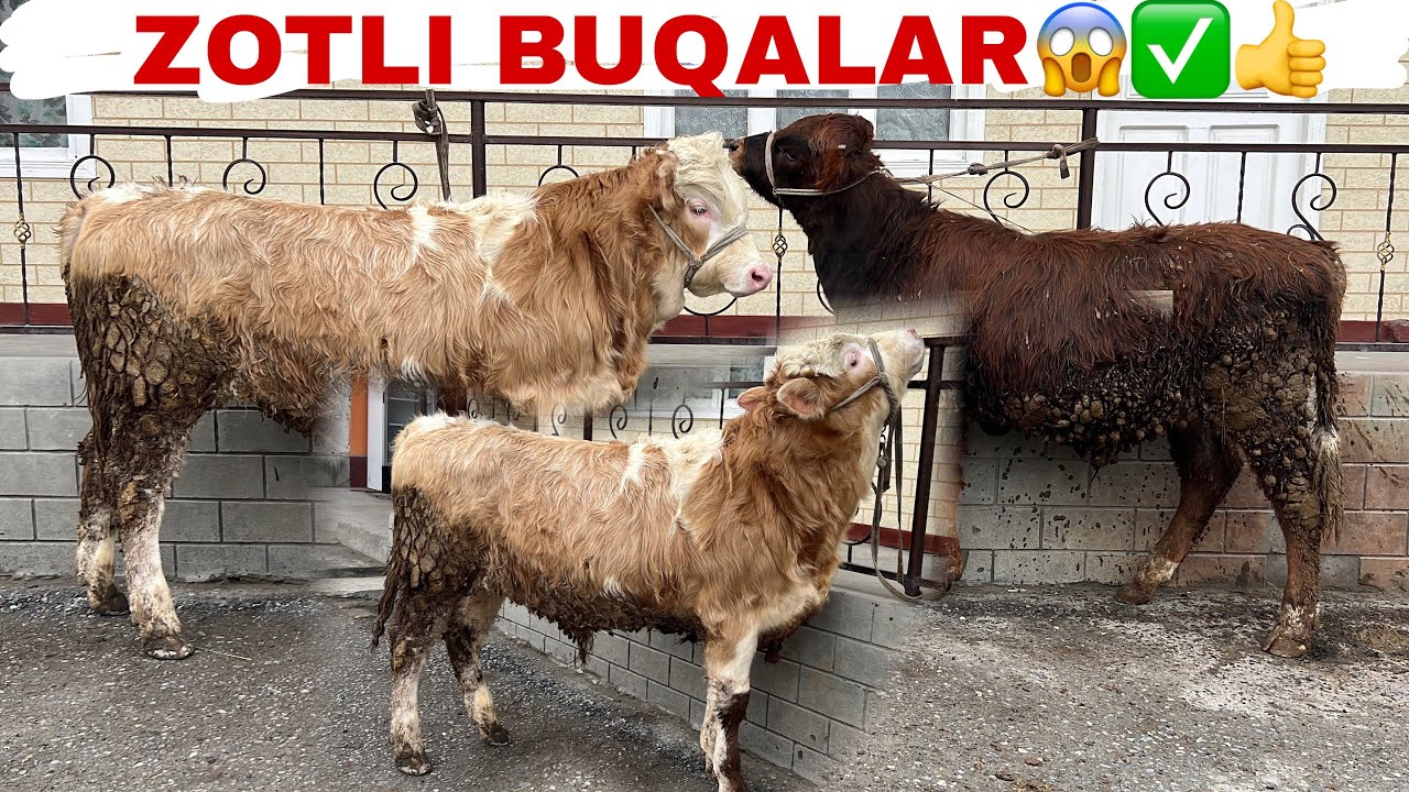 Toza qonli zotli buqalar sotiladi dexqonchilik✅✅😱😱💯💯