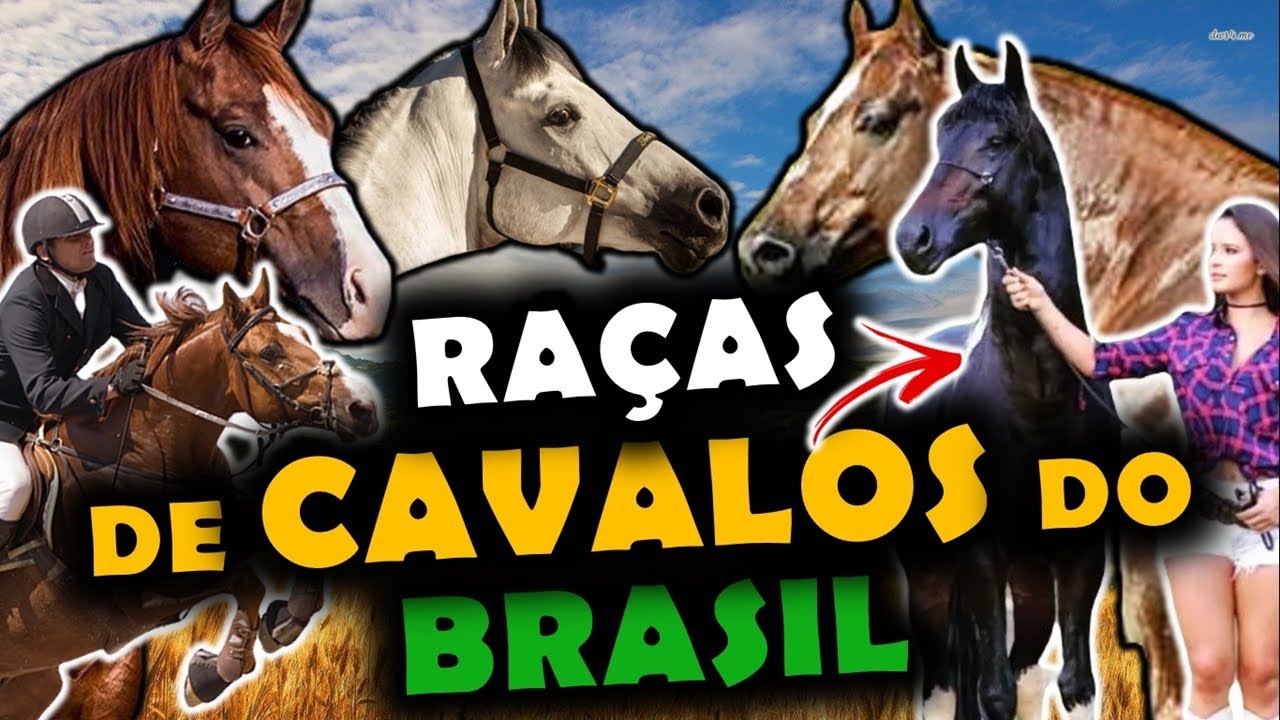 AS 7 PRINCIPAIS RAÇAS DE CAVALOS DO BRASIL - RAÇAS BRASILEIRAS!