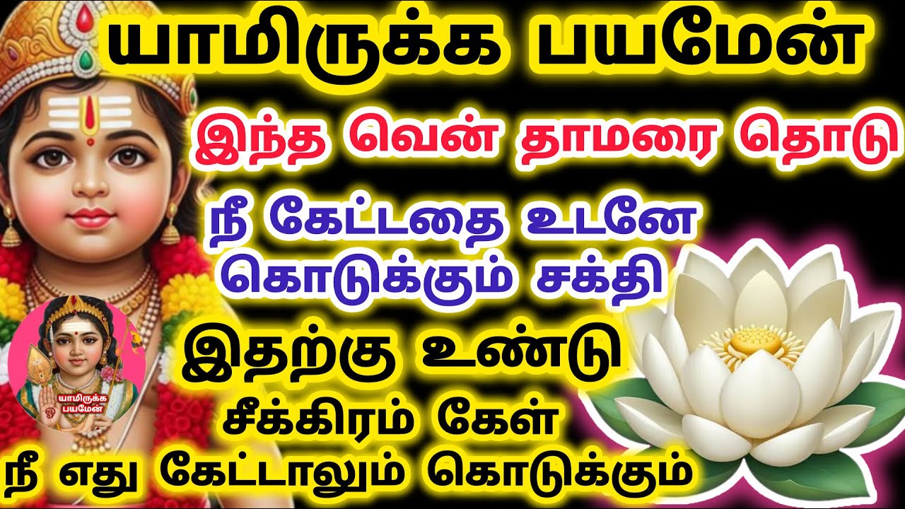 கேட்டதை உடனே கொடுக்கும் வென் தாமரை தொடு அதிக சக்தி வாய்ந்தது நீ கேட்பது எல்லாம் கிடைக்கும் ஒருநாள்
