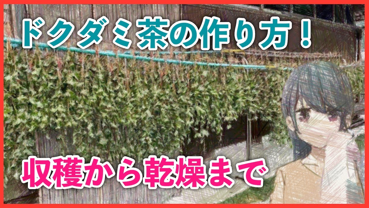 ドクダミ茶の作り方について！汗疹や美肌に効果があるらしいです。