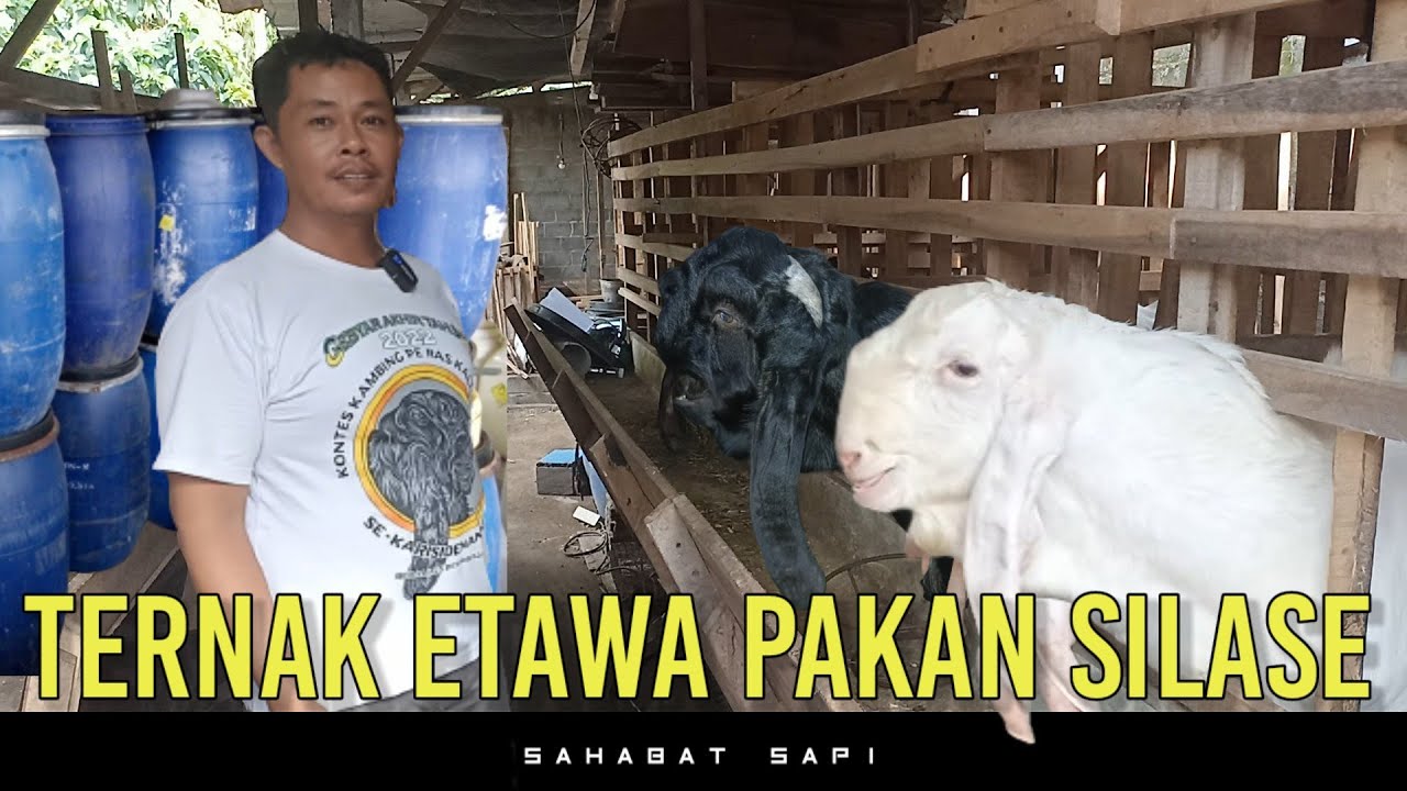 TERNAK KAMBING ETAWA PAKAN SILASE DAN BANK PAKAN ODOT | KAMBING ETAWA MULTIGUNA