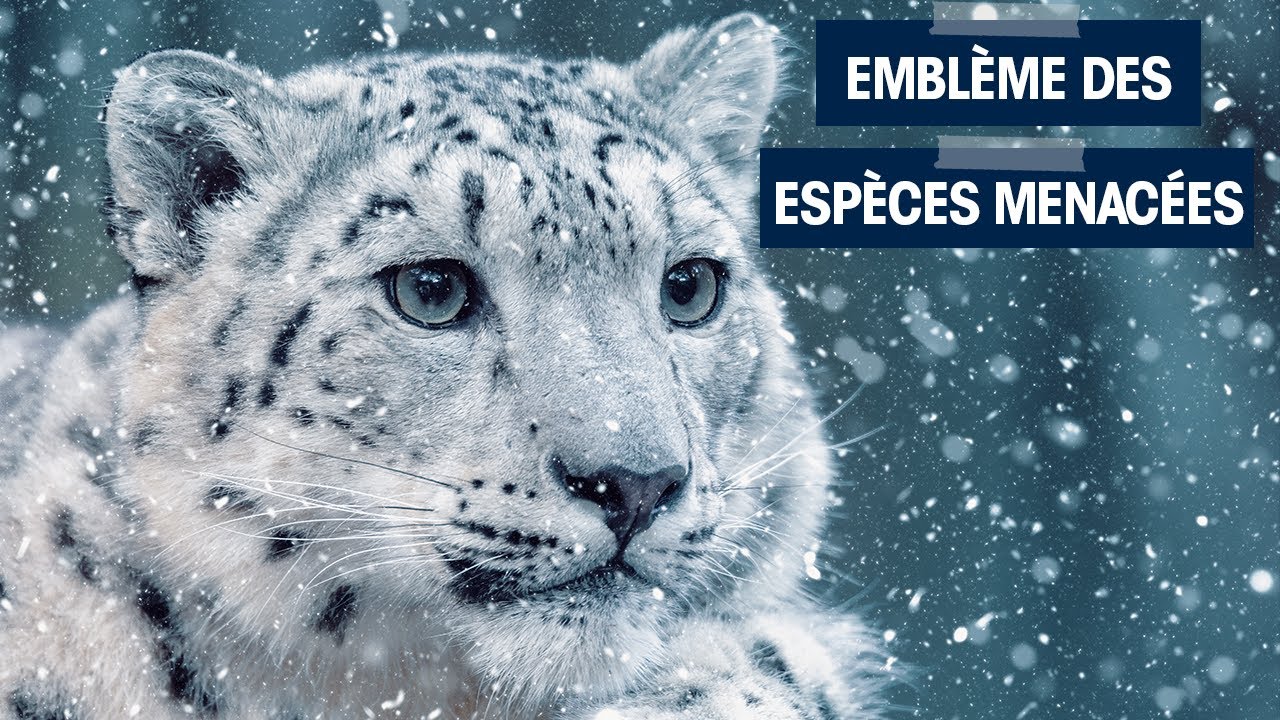 La mythique PANTHÈRE DES NEIGES