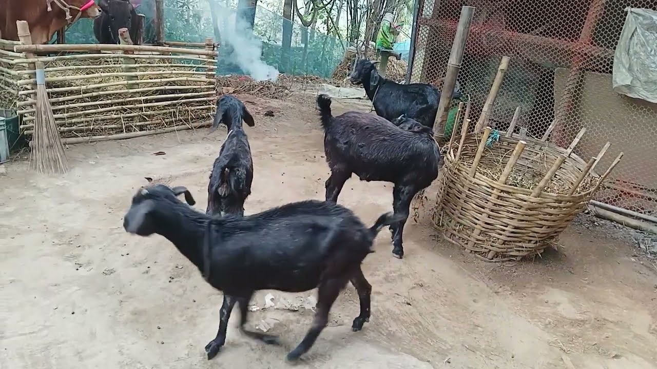  গরম পড়েছে মশার হাত থেকে বাঁচতে গেলে এই ব্যবস্থা করতে হবে
