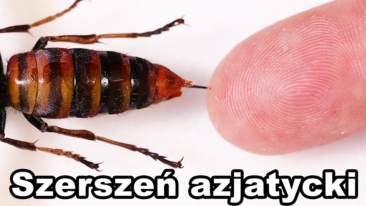 Самый опасный ШЕРШЕНЬ В МИРЕ 😱 Vespa mandarinia japonica!